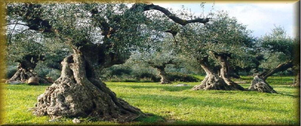 Σημαντική απόφαση για τις εξαγωγές των ελαιοπαραγωγών Φθιώτιδας ποικιλίας «Καλαμών»